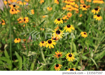 可愛的黑心菊花 133507597