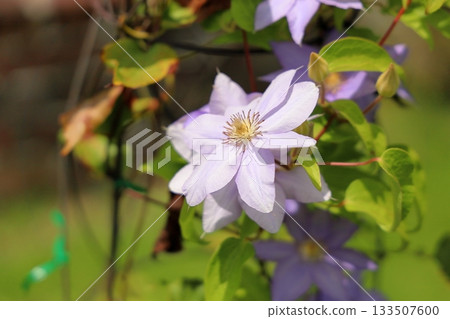 Refreshing clematis flowers Refreshing clematis flowers 133507600
