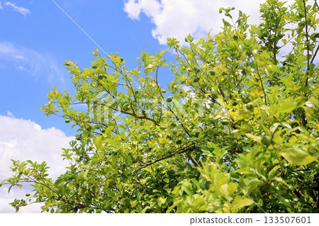 Lemon fruit, green fruit Lemon fruit, green fruit 133507601