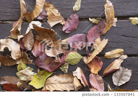 Autumn leaves fallen on the ground 133507841