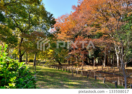 Autumn at the campsite at Mizumoto Park, Tokyo Autumn at the campsite at Mizumoto Park, Tokyo 133508017