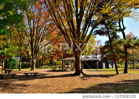 Autumn at the campsite at Mizumoto Park, Tokyo Autumn at the campsite at Mizumoto Park, Tokyo 133508120