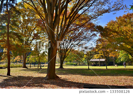 Autumn at the campsite at Mizumoto Park, Tokyo Autumn at the campsite at Mizumoto Park, Tokyo 133508126
