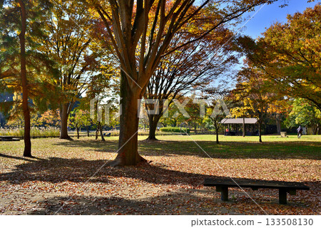 Autumn at the campsite at Mizumoto Park, Tokyo 133508130