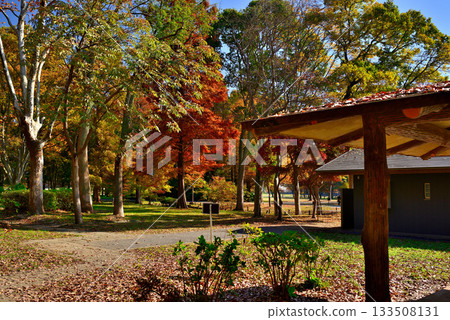 Autumn at the campsite at Mizumoto Park, Tokyo 133508131