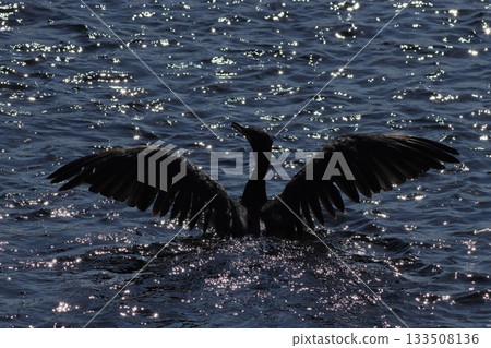 A cormorant spreading its wings over the sparkling water A cormorant spreading its wings over the sparkling water 133508136