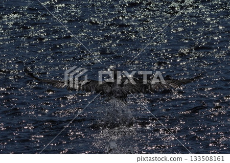 A cormorant takes off from the sparkling water A cormorant takes off from the sparkling water 133508161