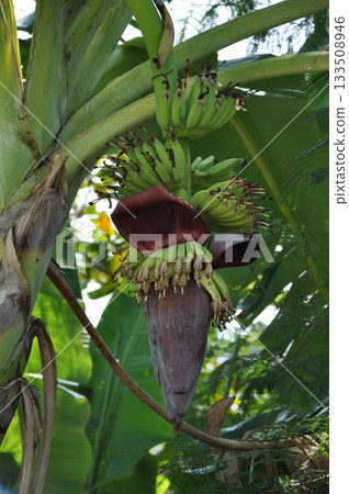 泰國香蕉樹 133508946