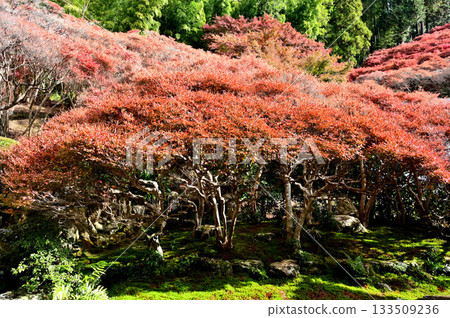大龍寺花園 133509236