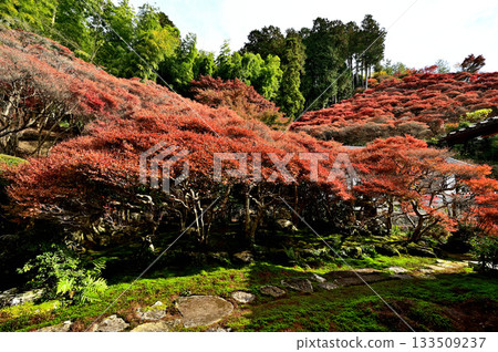 Dairyuji Temple Garden Dairyuji Temple Garden 133509237
