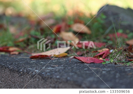 秋葉和落葉的景象,色彩鮮豔溫暖。 秋葉和落葉的景象,色彩鮮豔溫暖。 133509656