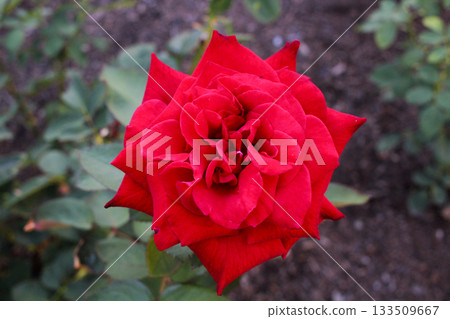Deep Red Rose Flower in Soft Garden Light Deep Red Rose Flower in Soft Garden Light 133509667