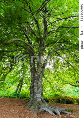Large Lush Deciduous Tree Trunk and Canopy 133509669