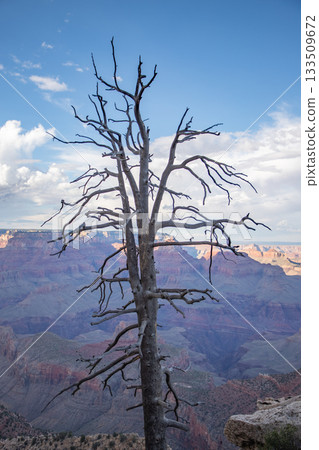 Dead Tree Silhouette Against Grand Canyon View and Clouds 133509672