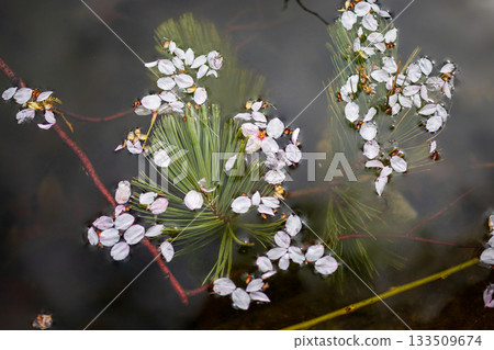 Cherry Petals and Pine Needles Floating Cherry Petals and Pine Needles Floating 133509674