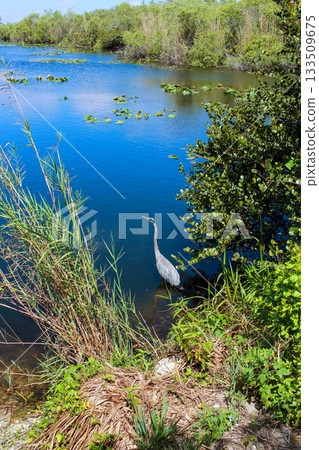 Great Blue Heron Hunting in a Wetland Marsh 133509675