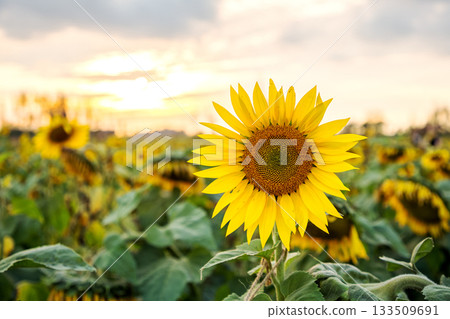Sunflower in Full Bloom at Sunset Golden Hour 133509691