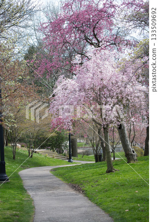 Winding Pathway Through Park with Cherry Blossom Trees Winding Pathway Through Park with Cherry Blossom Trees 133509692