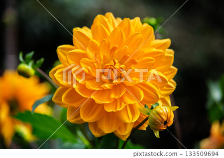 Lush Orange Decorative Dahlia Flower Head and Bud Close-up Lush Orange Decorative Dahlia Flower Head and Bud Close-up 133509694