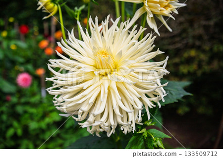 Spiky White and Yellow Cactus Dahlia Flower Head Close-up Spiky White and Yellow Cactus Dahlia Flower Head Close-up 133509712