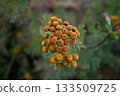 Abstract Macro of Golden Yellow Tansy Wildflowers 133509725