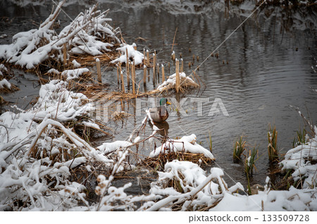 Mallard Duck Swimming in Icy Winter Pond Mallard Duck Swimming in Icy Winter Pond 133509728