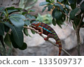 Colorful Panther Chameleon Perched on a Tree Branch 133509737