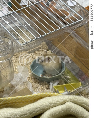 坐著的倉鼠 133509772