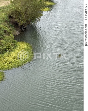 A river with autumn aquatic plants 133509977