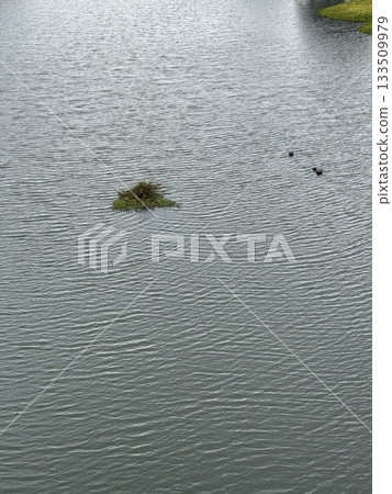 A river with autumn aquatic plants 133509979