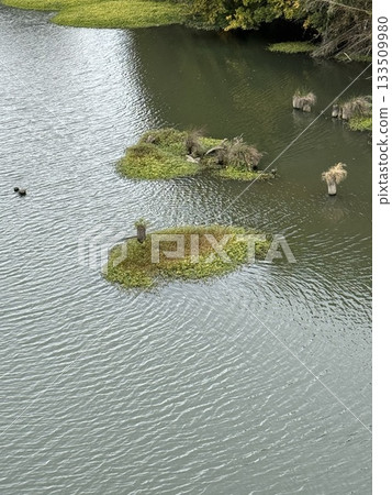 A river with autumn aquatic plants 133509980