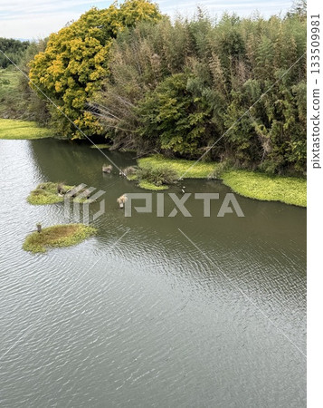 A river with autumn aquatic plants 133509981