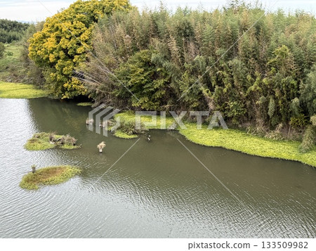 一條長滿秋季水生植物的河流 一條長滿秋季水生植物的河流 133509982