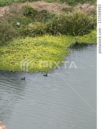 A river with autumn aquatic plants 133509983