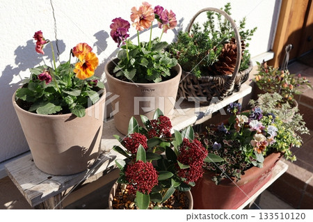 入口前的花盆 133510120