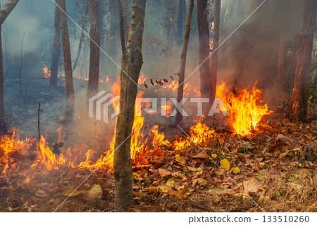 Wildfires release carbon dioxide (CO2) emissions and other greenhouse gases (GHG) that contribute to climate change. 133510260