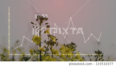 Displaying yellow flowering plants in field at dawn featuring white line graph overlay label 82 133510377
