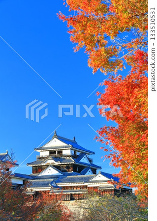 [Ehime Prefecture] Matsuyama Castle castle tower in autumn colors 133510531