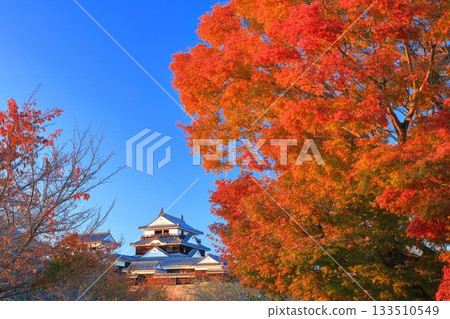 [Ehime Prefecture] Matsuyama Castle and autumn leaves bathed in the setting sun 133510549