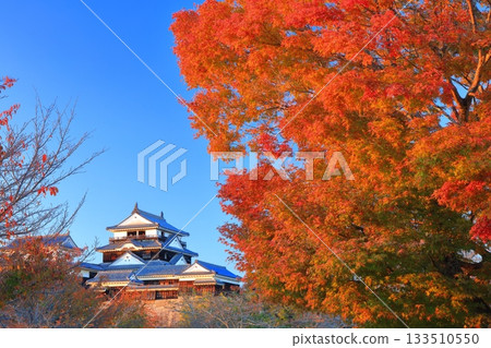 【愛媛郡】夕陽下的松山城與秋葉 133510550