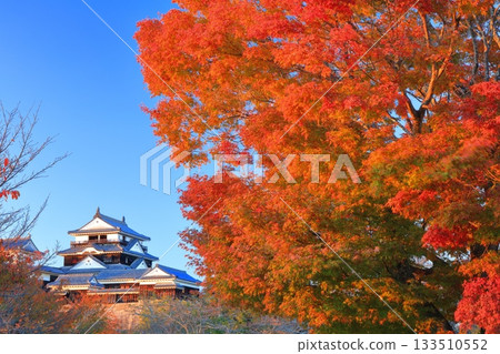 【愛媛郡】夕陽下的松山城與秋葉 133510552