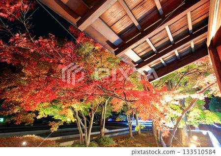 [Ehime Prefecture] Matsuyama Castle's Ninomaru Garden of Light (Jurakutei) 133510584