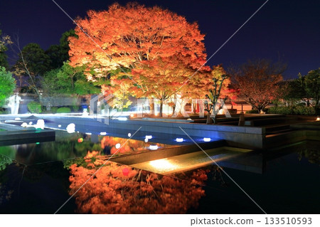 [Ehime Prefecture] Matsuyama Castle's Ninomaru Garden of Light 133510593