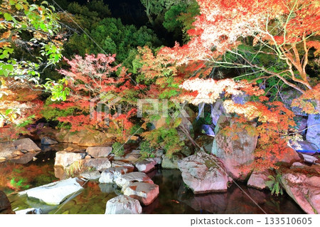 [Ehime Prefecture] Matsuyama Castle's Ninomaru Garden of Light 133510605