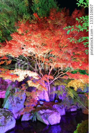 [Ehime Prefecture] Matsuyama Castle's Ninomaru Garden of Light 133510607