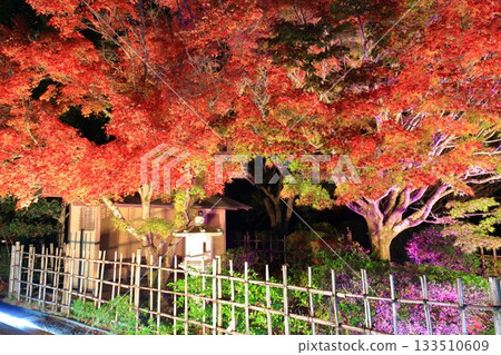 [Ehime Prefecture] Matsuyama Castle's Ninomaru Garden of Light 133510609