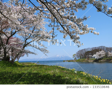 豬苗代湖畔的春天,成排的粉紅色櫻花、金黃的水仙花,以及湖對岸白雪皚皚的磐梯山,構成了一幅引人注目、美不勝收的畫面。 豬苗代湖畔的春天,成排的粉紅色櫻花、金黃的水仙花,以及湖對岸白雪皚皚的磐梯山,構成了一幅引人注目、美不勝收的畫面。 133510646