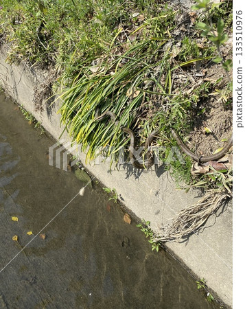 A riverside snake resembling a Japanese rat snake 133510976