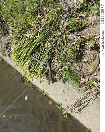 A riverside snake resembling a Japanese rat snake A riverside snake resembling a Japanese rat snake 133510977