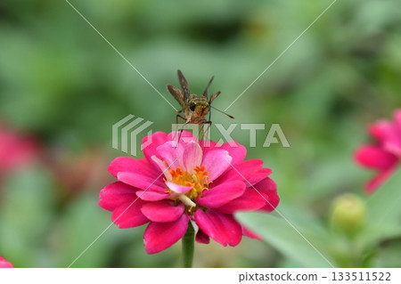 Kyoto Prefectural Botanic Garden 133511522